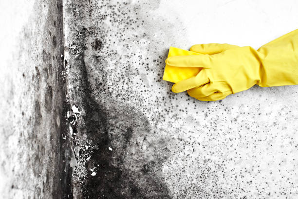 Best Certified Mold Removal  in Delavan, IL