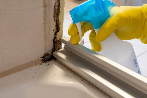 Best Emergency Mold Removal  in Delavan, IL