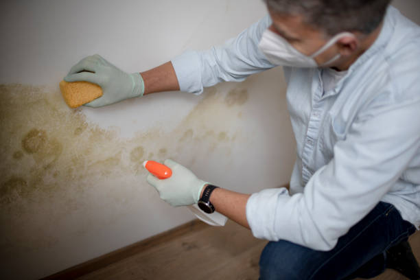 Delavan, IL Mold Removal Company