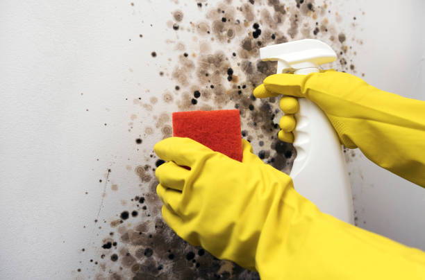 Best Emergency Mold Removal  in Delavan, IL