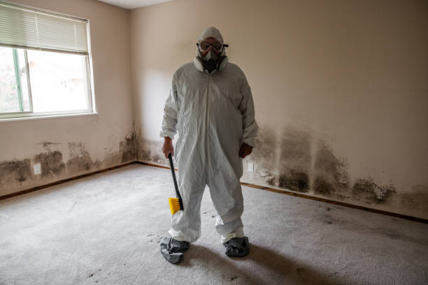Best Local Mold Removal Service  in Delavan, IL
