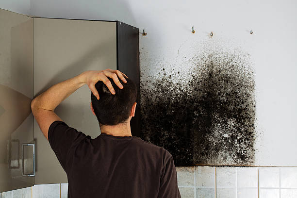 Best Mold Cleaning Services  in Delavan, IL