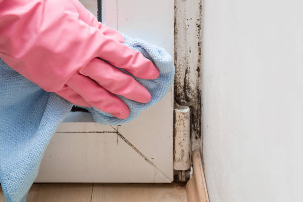 Best Same-Day Mold Removal  in Delavan, IL