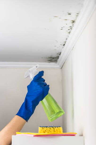Best Mold Removal Process  in Delavan, IL