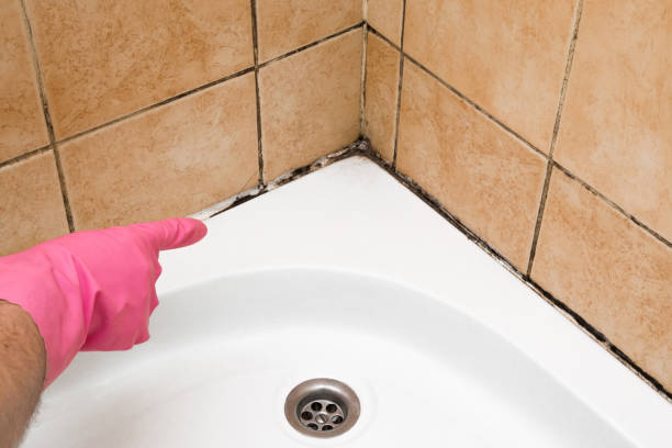 Best Mold Removal Near Me  in Delavan, IL